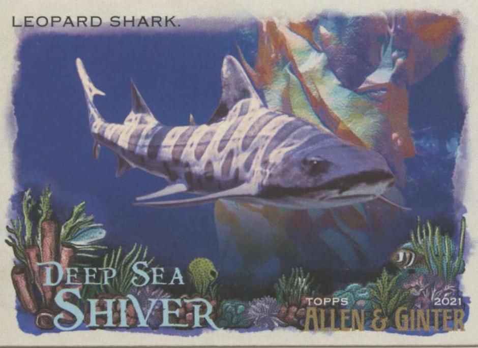 2021 Leopard Shark #DSS-12