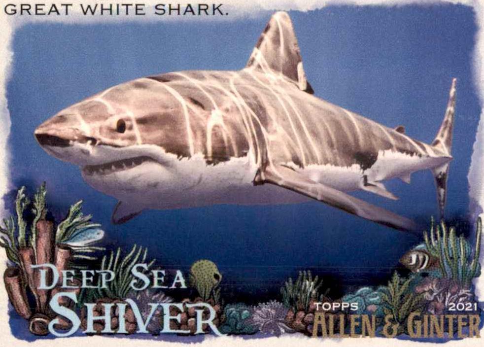 2021 Great White Shark #DSS-1