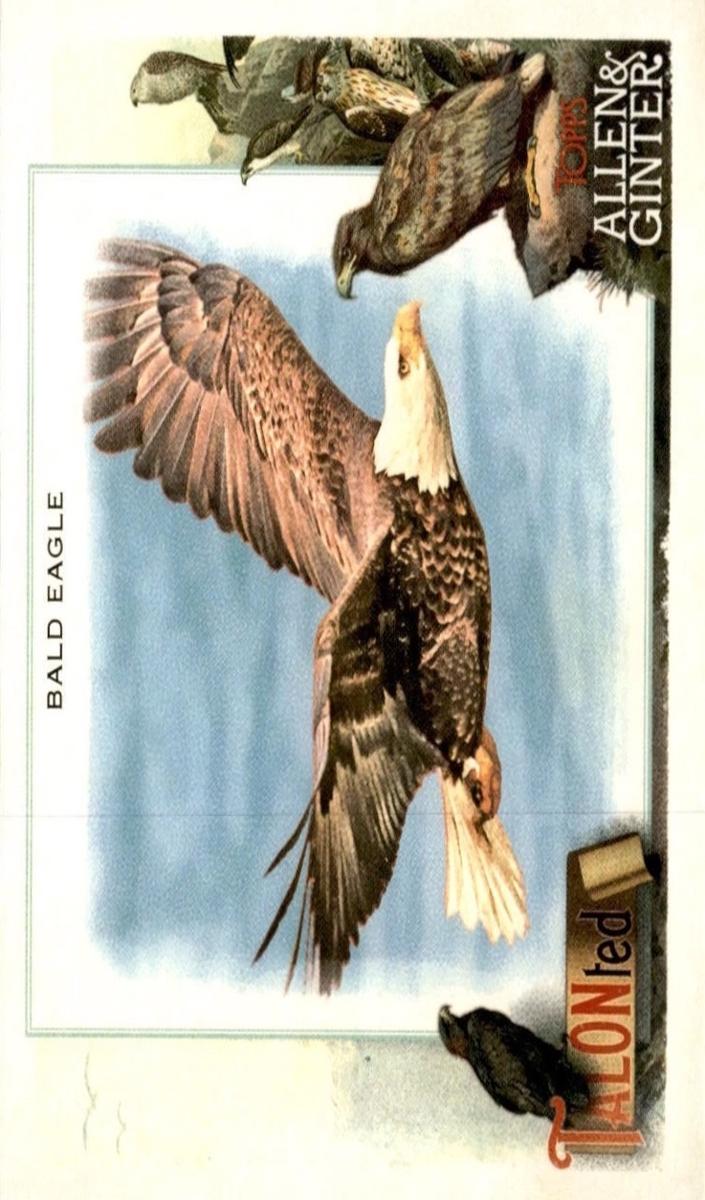 2023 Bald Eagle #TT-5